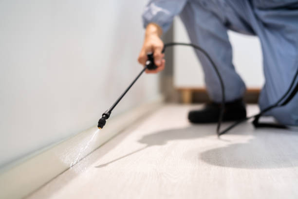 Licensed Termite Control service in Danielson, CT - Nex Pest Control