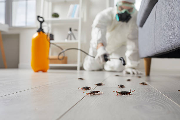 Trusted Termite Control service in Danielson, CT - Nex Pest Control